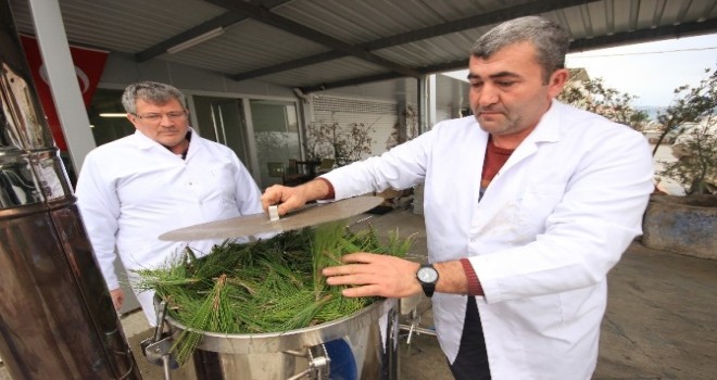 Çam Yaprakları, Orman Köylüsüne Para Kazandıracak