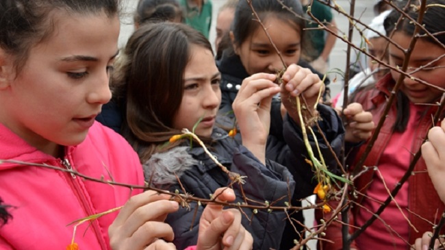 Öğrencilerden “Çiğdem Aşı” Etkinliği