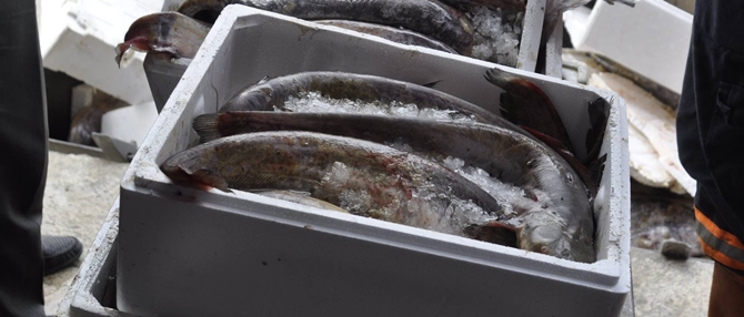 800 Kilogram Kaçak Balık Ele Geçirildi