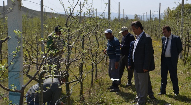 Başkan Meyve Bahçelerini İnceledi