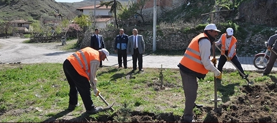 Bayat’ta 7 Bin Fidan Toprakla Buluştu