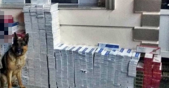 10 Bin Paket Kaçak Sigara Ele Geçirildi