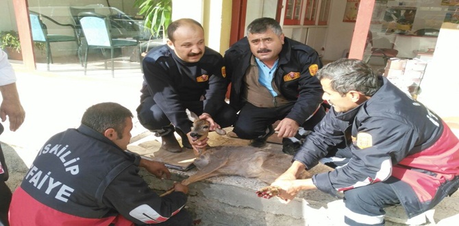 Yolunu Şaşıran Ceylan İlçeye İndi