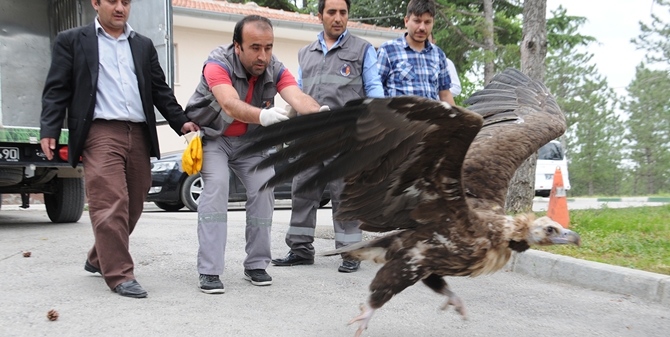 Hasta Akbabalar, Doğal Yaşamına Döndü