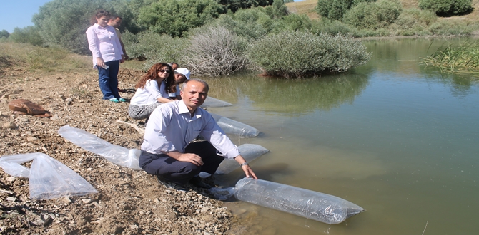 Göletlere Yavru Balık Bırakıldı