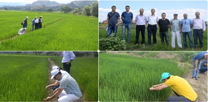 Çeltik Üretim Alanları İncelendi