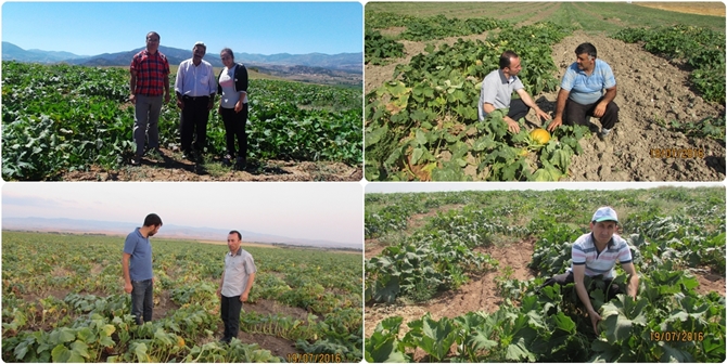 Çerezlik Kabak Yetiştiriciliği Yaygınlaşıyor