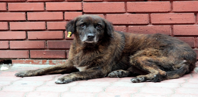 Çorum’da Hayvanlara Özel Denetim