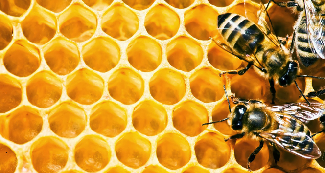 Çorum 2015 Yılında 330 Ton Bal Üretti