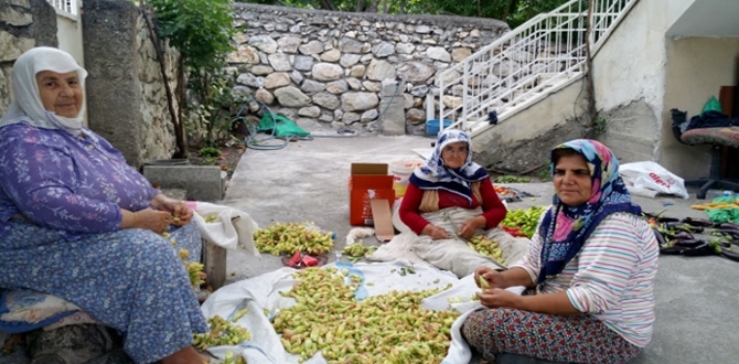 Meşhur Kargı Bamyası Sezona Hazır