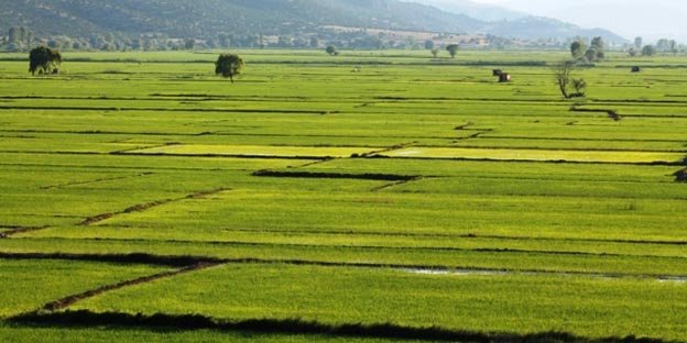 Çorum’da 2015 Yılında 52 Bin 298 Ton Çeltik Üretildi