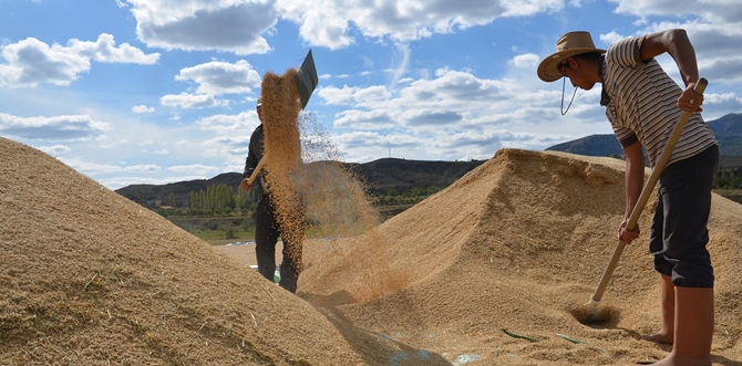 Osmancık’ta “Beyaz Altın” Hasadı Başladı