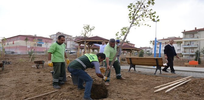 Belediye, 2016 Yılında 13.000 Yetişmiş Ağaç Dikti