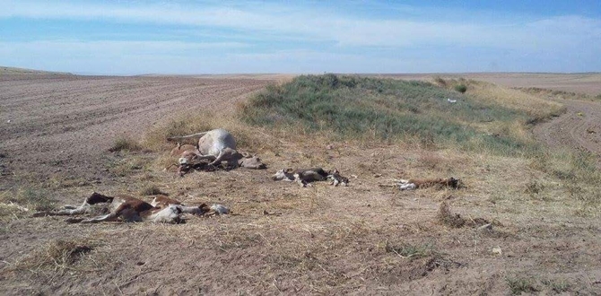 Hayvanlar Boğazı Kesilmiş Halde Bulundu
