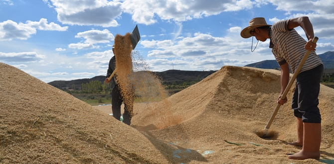 Çeltik Üreticisi Fiyatlardan Şikayetçi
