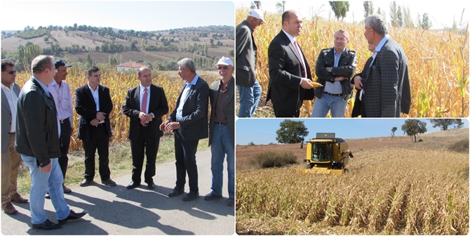 Çorum’da Dane Mısır Hasadına Başlandı
