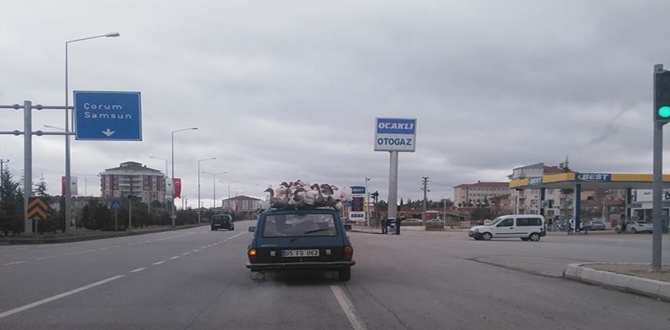 Kazların Yolculuğu