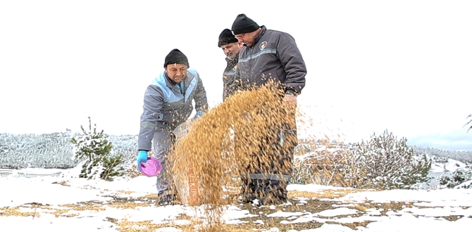 Kuşlar İçin Doğaya Yem Bırakalım!