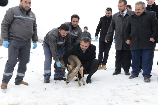 Yaralı Ceylan Doğaya Bırakıldı