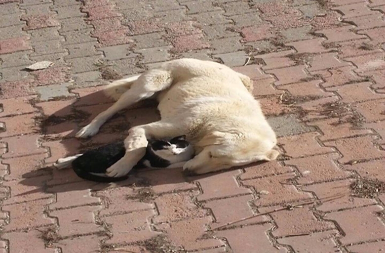 Badi ve Kara’nın Akıl Almaz Dostluğu