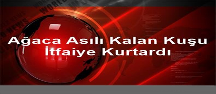 Ağaca Asılı Kalan Kuşu İtfaiye Kurtardı