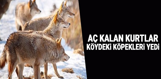 Aç Kalan Kurtlar Köpekleri Yedi