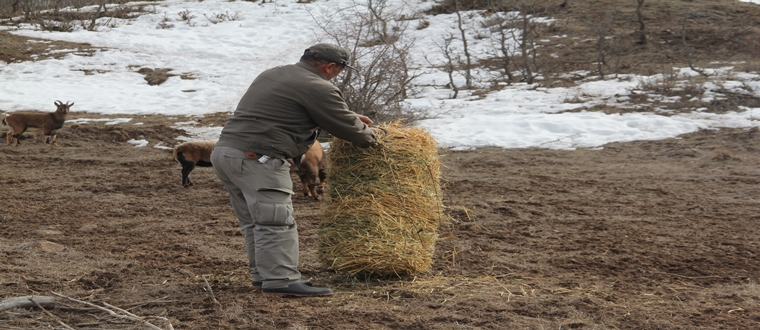 Yaban Hayvanlara Yem Bırakıldı
