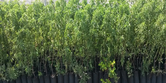 Çorum’da 3 Milyon 997 Bin Fidan Toprakla Buluştu