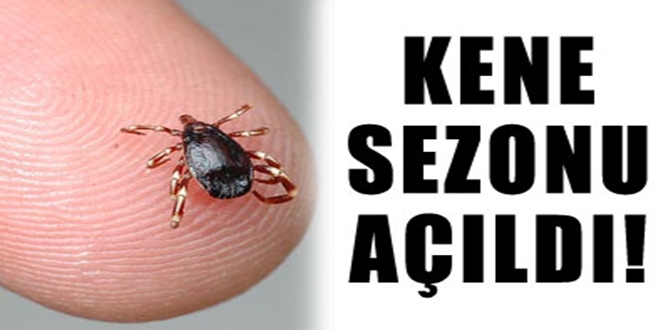 Çorum’da Yine Kene!