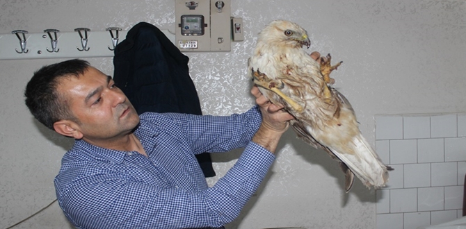 Yaralı Kartalı Hayata Döndürdü