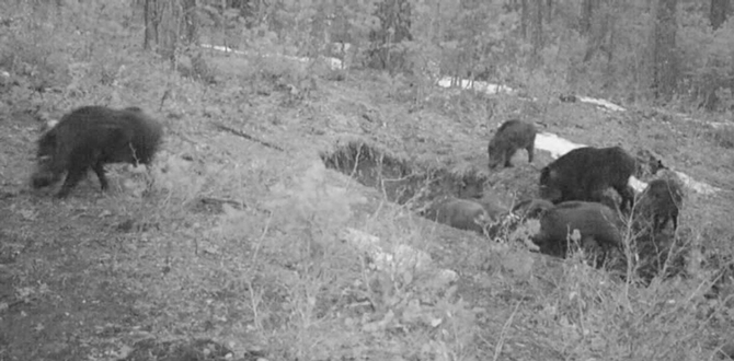 Vahşi Yaşamın Sırları “fotokapan”a Yakalandı