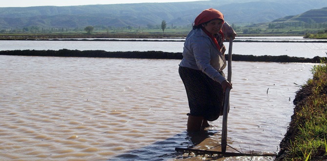 Beyaz Altının Tarladan Sofralara Uzanan Yolculuğu