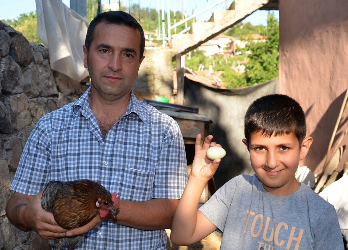 Yeşil Yumurtlayan Tavuk Şaşırttı
