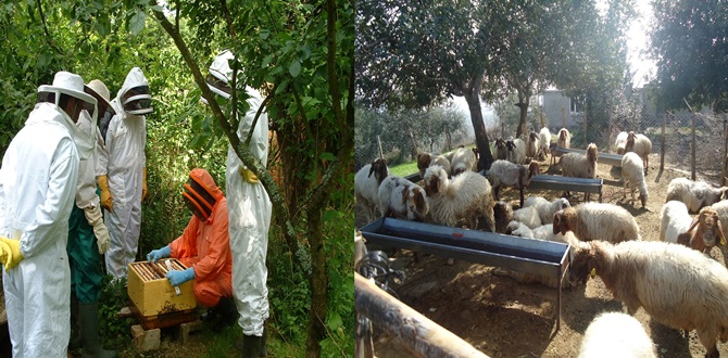 Çorum’da Orman Köylüsüne Destek Sürüyor