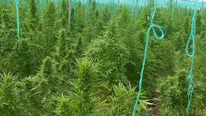 Osmancık Polisinden Kenevir Operasyonu