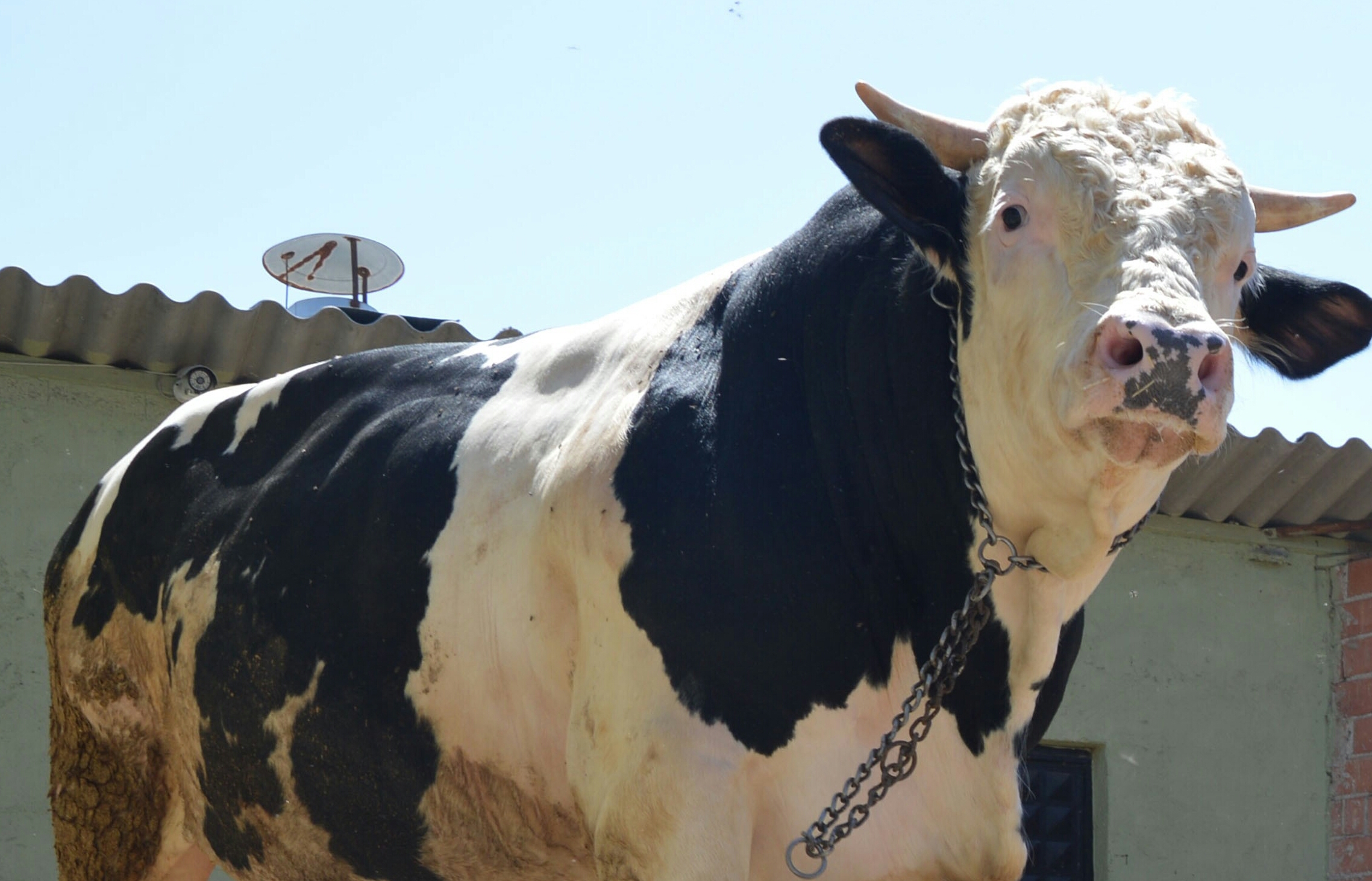 Boğaların Şampiyonu