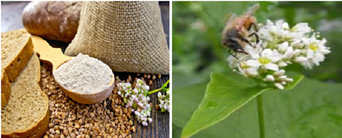 Tarla Günü Düzenlendi