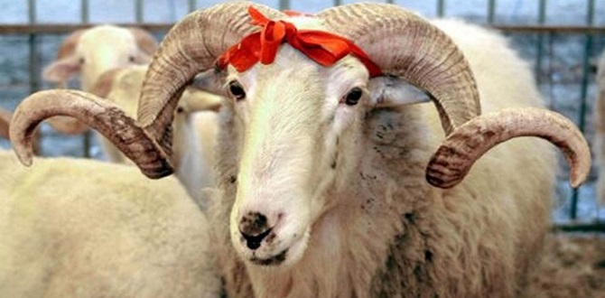 Sungurlu’da 5 Yerde Kurban Kesilebilecek