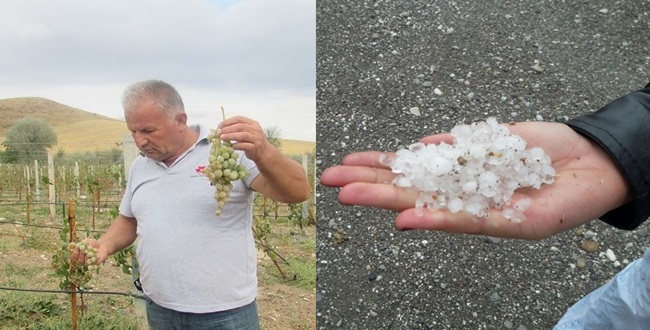 Dolu Üzüm Bağlarını Vurdu