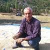 Yağmur Çeltik Üreticileri Mağdur Etti