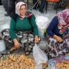Kargı’da Mantar Sezonu Açıldı