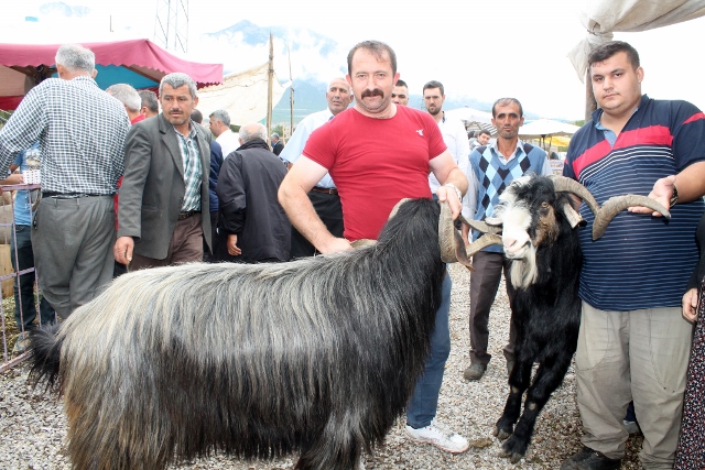 Bu Keçilerin Kilosu Şaşırtıyor