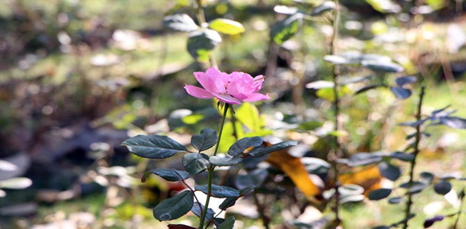 Kışın Habercisi Kasım Ayı Geldi