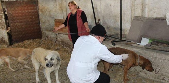 Sokak Köpeğine Başkan Sahip Çıktı