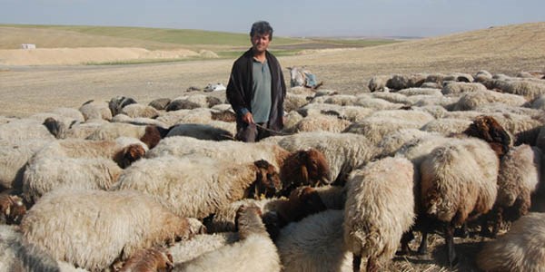 Çobanlık Kursu Açılıyor