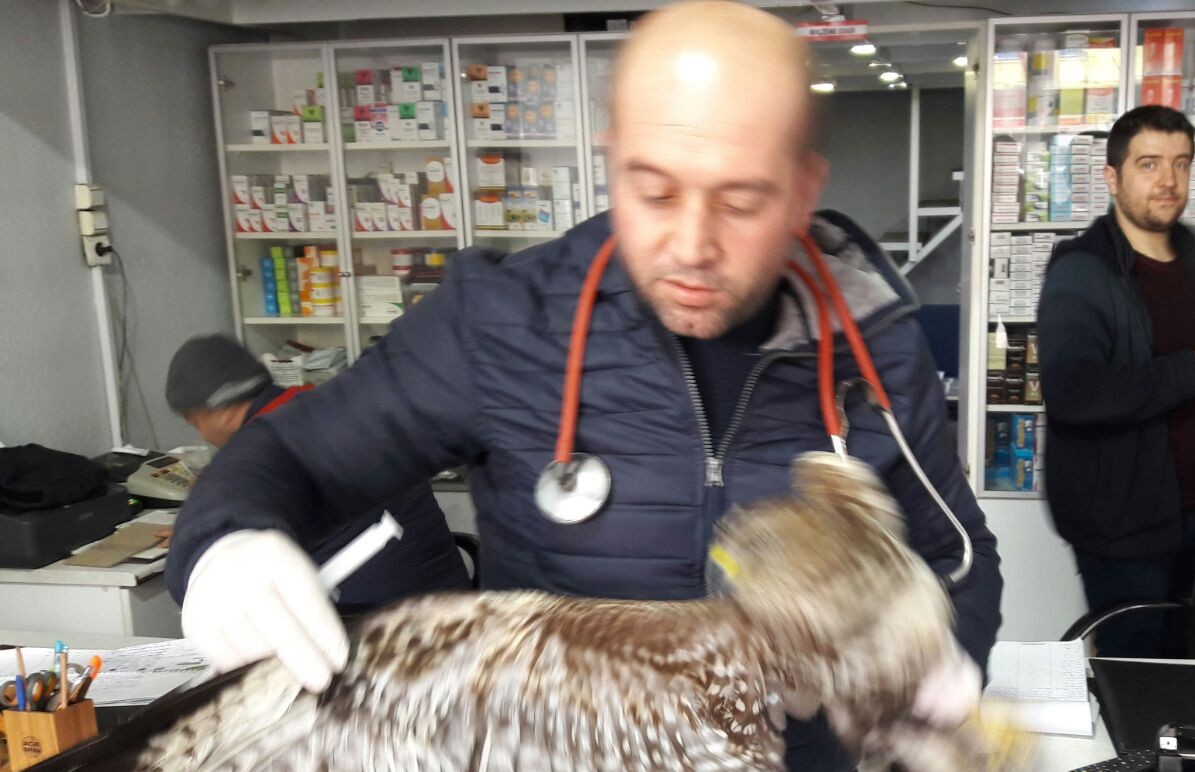 Yaralı Puhu Kuşu Tedaviye Alındı