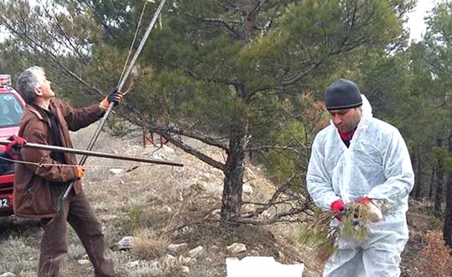 Kargı’da Böceklerle Mücadele