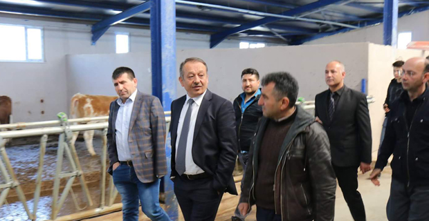 Mecitözü İlçesi Hayvancılıkta Öncü
