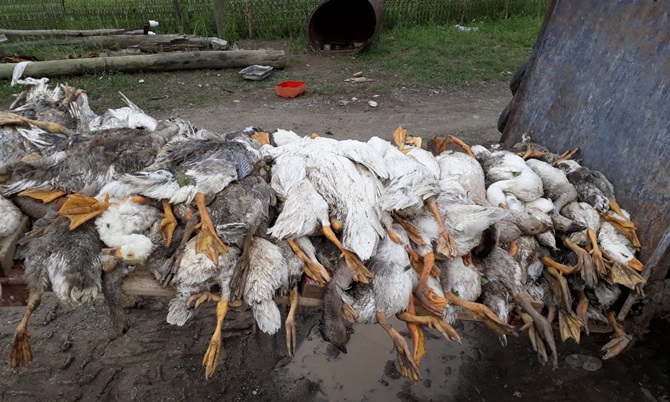 Yağan Dolu Hayvanları Telef Etti