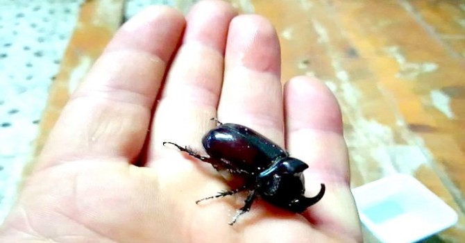 Çorum’da Gergedan Böceği Bulundu